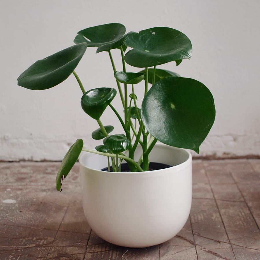 Matera Pasca - Imagen 3